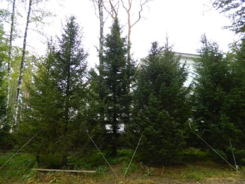 Посадка хвойных крупномеров