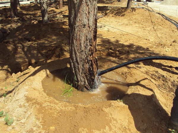 Уход за деревьями