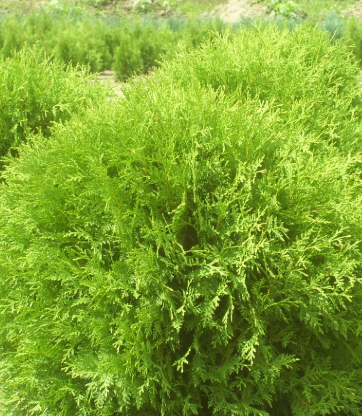 Туя шаровидная высота до 1,5 метров