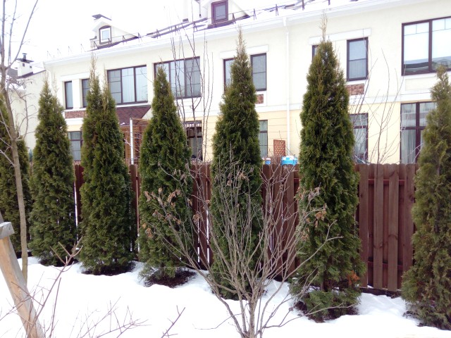 Туя смарагд