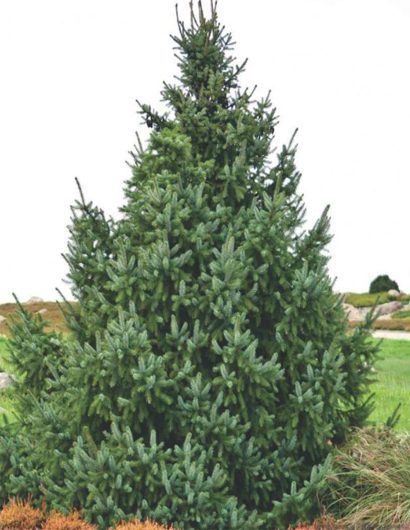 Ель сербская