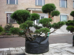 VIP растения для озеленения