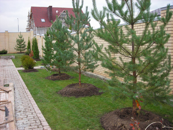 Хвойные крупномеры