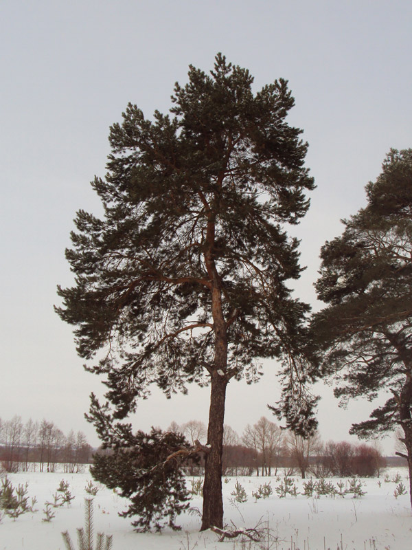 Посадка сосны обыкновенной