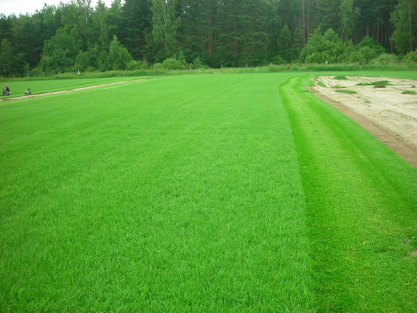 Уход и организация газонов с планировкой