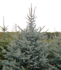 Ель голубая