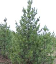 Кедр сибирский