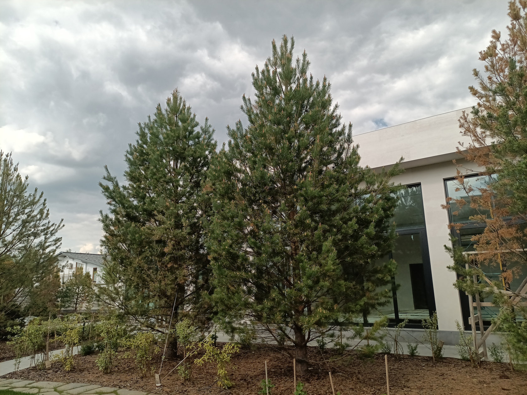 Сосна обыкновенная от 7 до 8 м