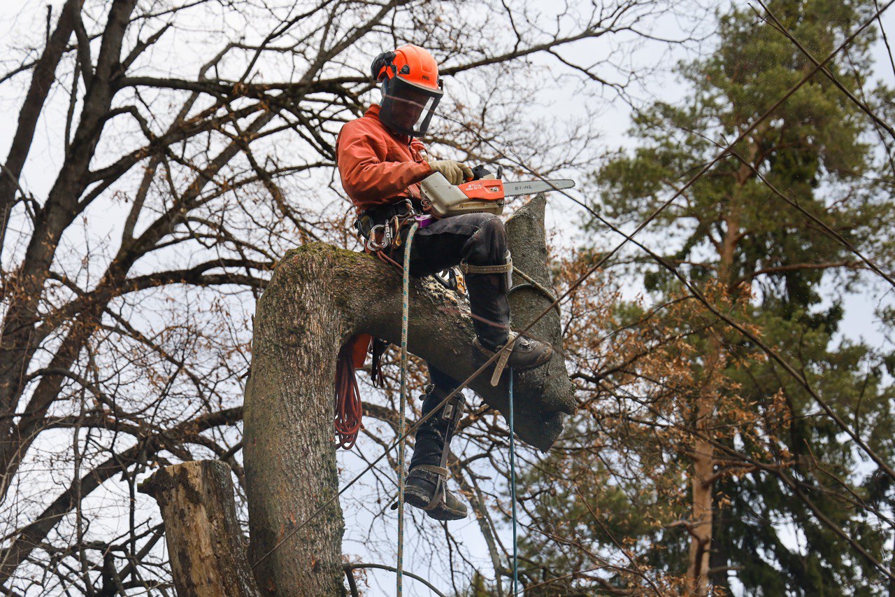 Обрезка деревьев альпинистким методом