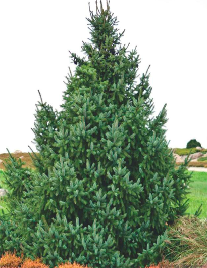 Ель сербская