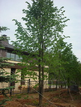 Липа мелколистная высота 10 – 12 метров